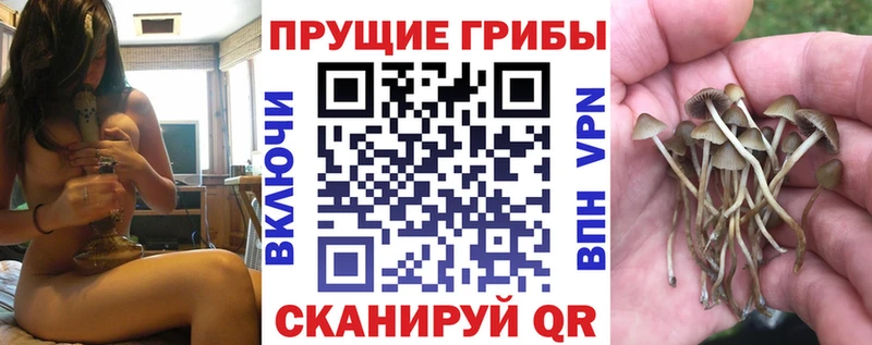 Купить  Евпатория  Псилоцибиновые грибы Psilocybe 